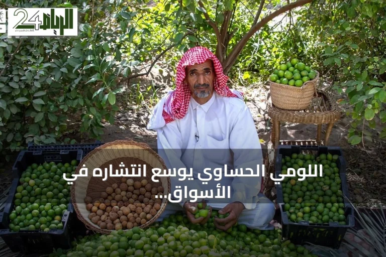 اللومي الحساوي يوسّع انتشاره في الأسواق المحلية والخليجية بفضل المنتجات المحوّلة