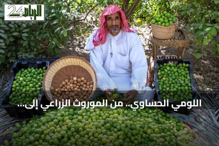 اللومي الحساوي.. من الموروث الزراعي إلى حضور خليجي واقتصاد واعد
