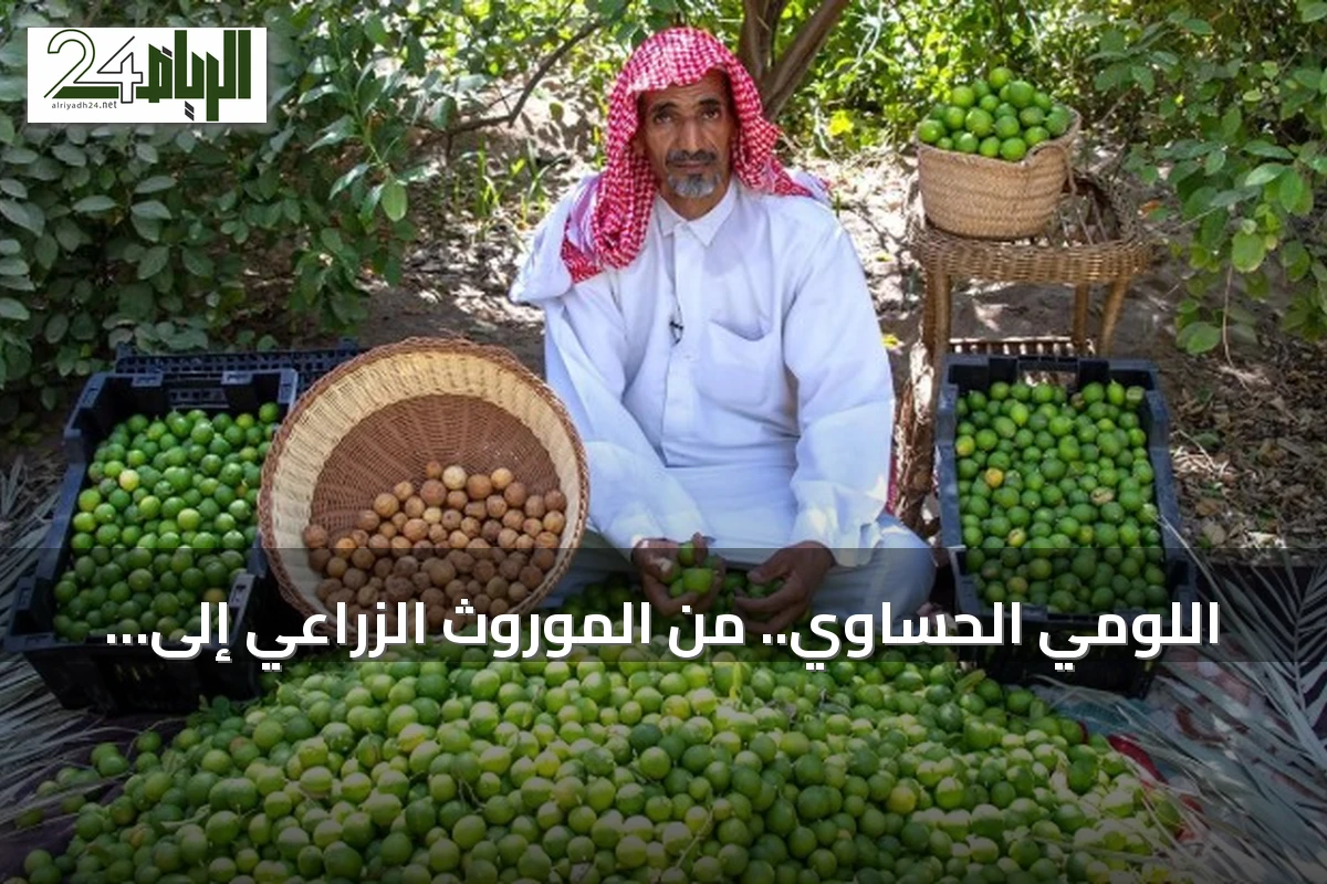 اللومي الحساوي.. من الموروث الزراعي إلى حضور خليجي واقتصاد واعد