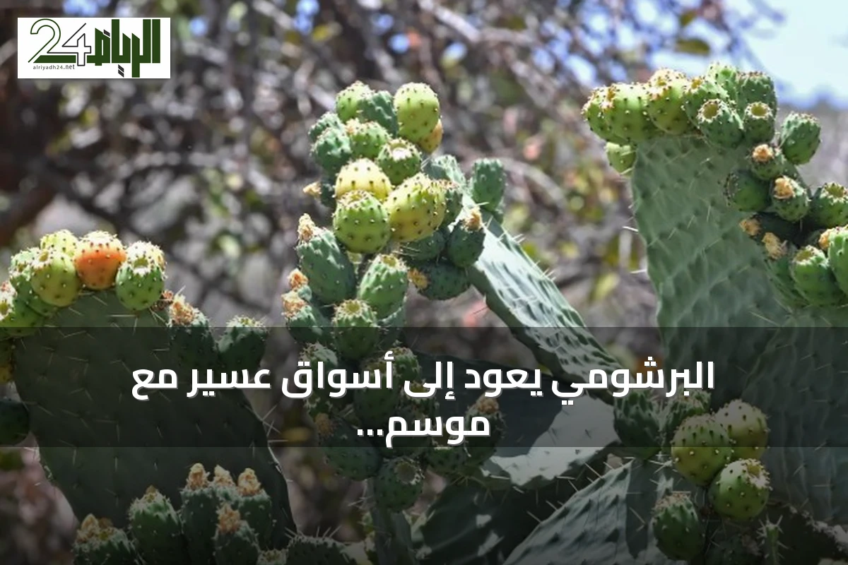البرشومي يعود إلى أسواق عسير مع موسم الحصاد الصيفي ودعم الاقتصاد الريفي