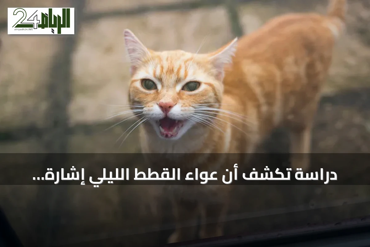 دراسة تكشف أن عواء القطط الليلي إشارة عاطفية قديمة وليس مجرد طلب طعام