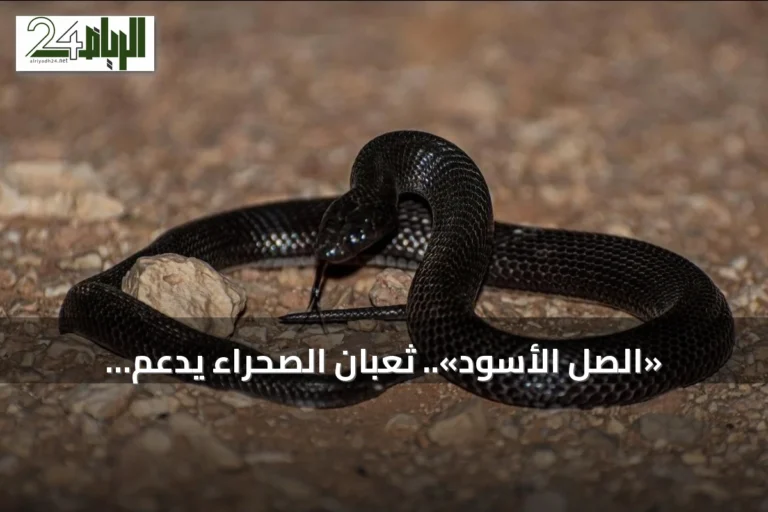 «الصل الأسود».. ثعبان الصحراء يدعم التوازن البيئي في الحدود الشمالية