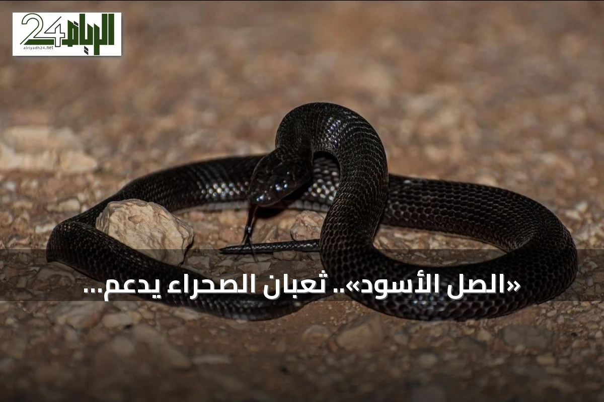 «الصل الأسود».. ثعبان الصحراء يدعم التوازن البيئي في الحدود الشمالية