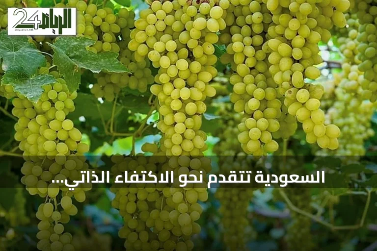 السعودية تتقدم نحو الاكتفاء الذاتي المتزايد من الفواكه بدعم رؤية 2030