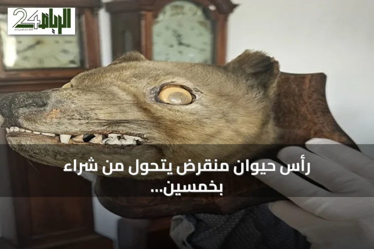 رأس حيوان منقرض يتحول من شراء بخمسين جنيهًا إلى بيع بخمسين ألفًا