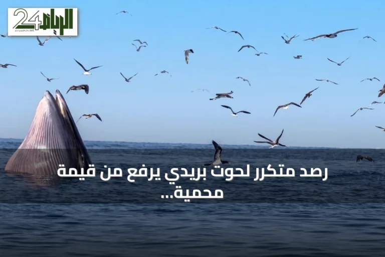 رصد متكرر لحوت بريدي يرفع من قيمة محمية جزر فرسان
