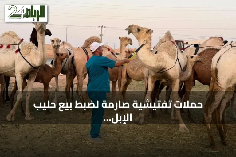حملات تفتيشية صارمة لضبط بيع حليب الإبل غير المرخص في الرياض