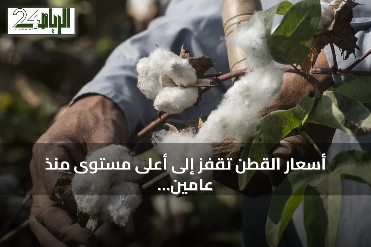 أسعار القطن تقفز إلى أعلى مستوى منذ عامين مع مخاوف الإمداد الأمريكي