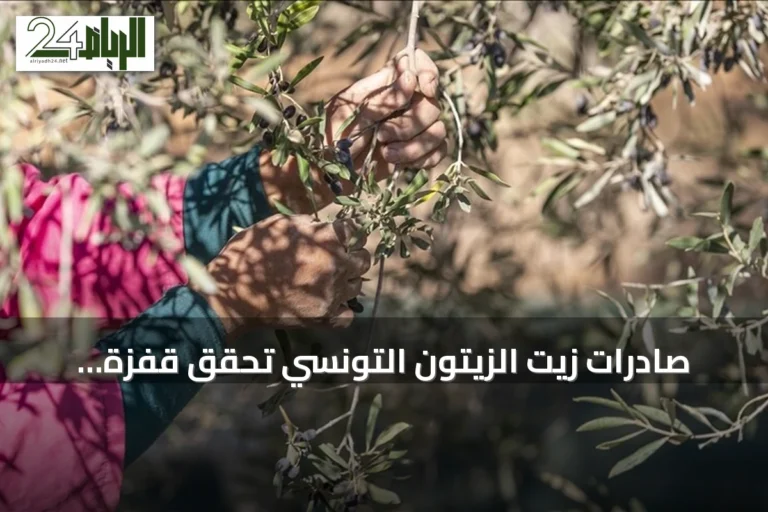 صادرات زيت الزيتون التونسي تحقق قفزة قياسية بقيمة 1.57 مليار دولار خلال تسعة أشهر