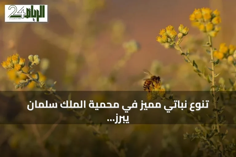 تنوع نباتي مميز في محمية الملك سلمان يبرز الرمث والقيصوم