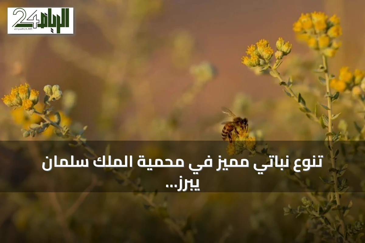 تنوع نباتي مميز في محمية الملك سلمان يبرز الرمث والقيصوم