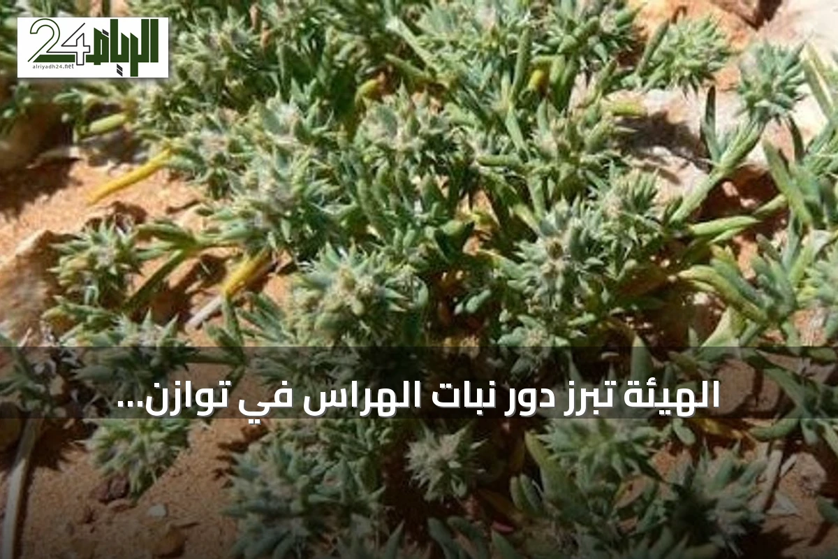 الهيئة تبرز دور نبات الهراس في توازن البيئة الصحراوية وتدعو لحمايته