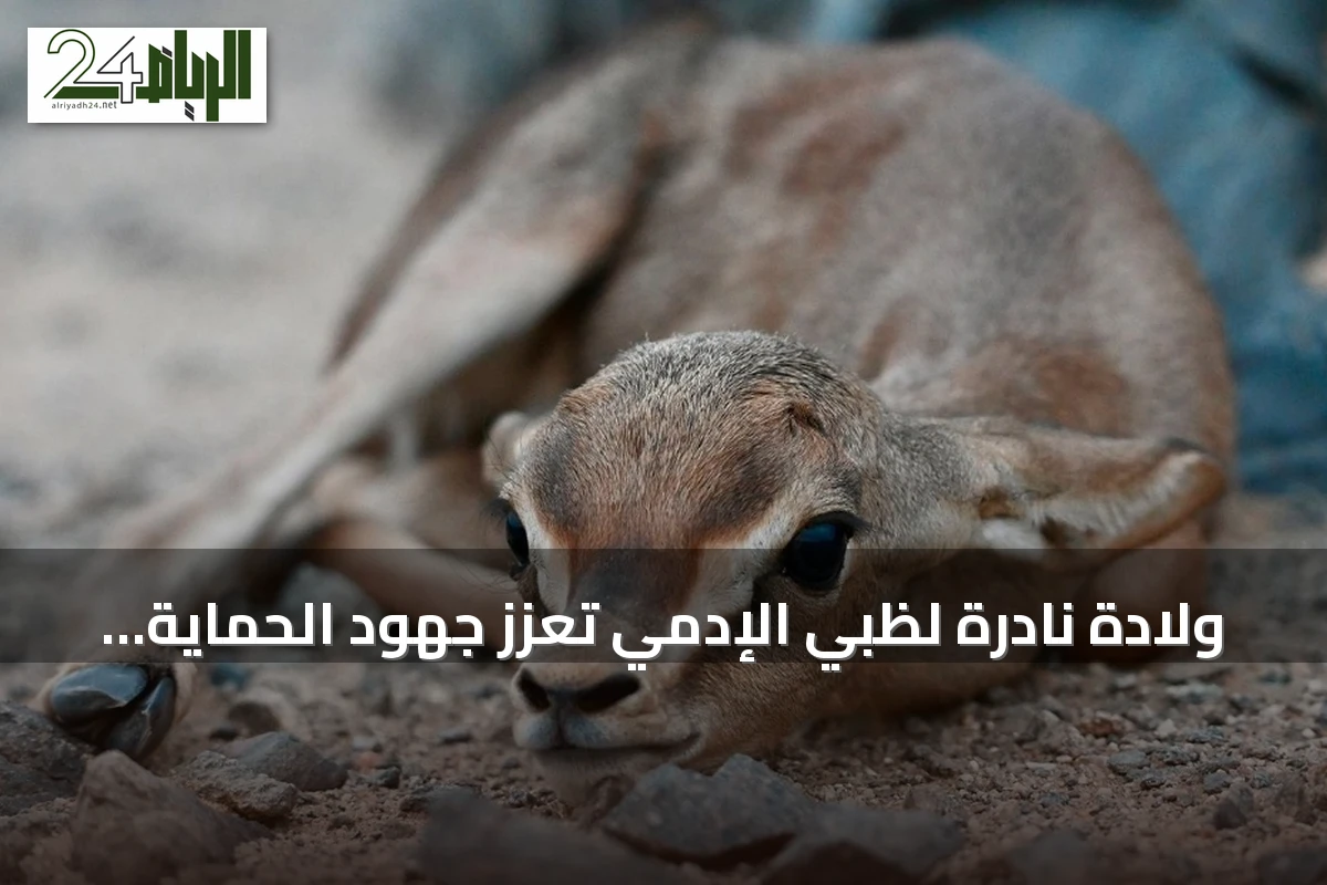 ولادة نادرة لظبي الإدمي تعزز جهود الحماية في محمية الإمام سعود