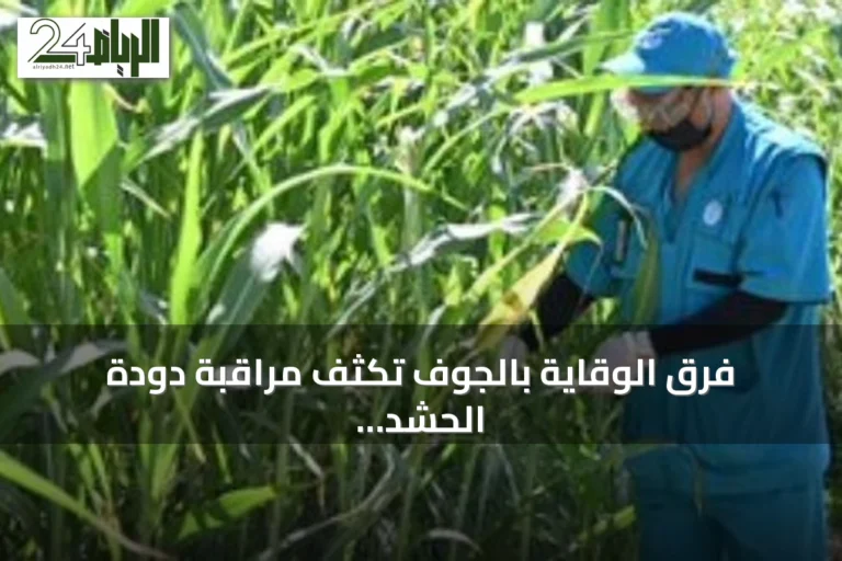 فرق الوقاية بالجوف تكثف مراقبة دودة الحشد الخريفية في مزارع الذرة