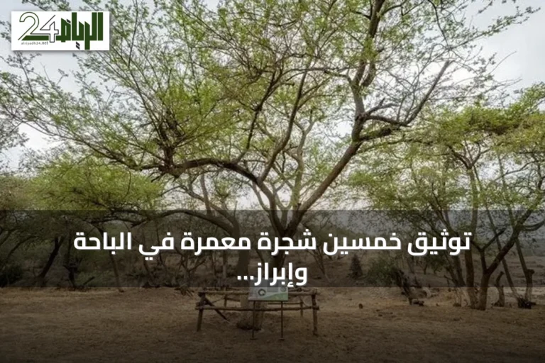توثيق خمسين شجرة معمّرة في الباحة وإبراز قيمتها البيئية