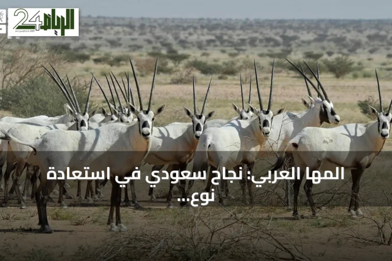 المها العربي: نجاح سعودي في استعادة نوع مهدد بالانقراض