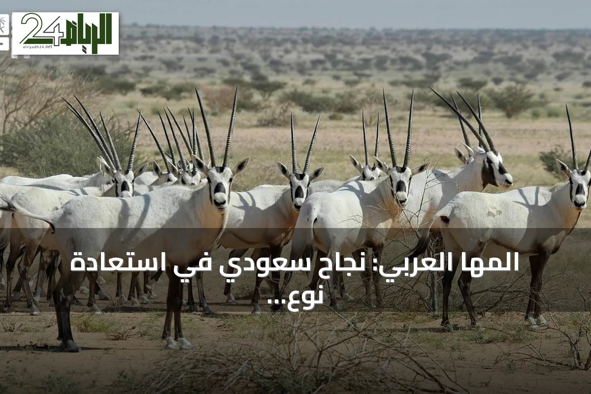 المها العربي: نجاح سعودي في استعادة نوع مهدد بالانقراض
