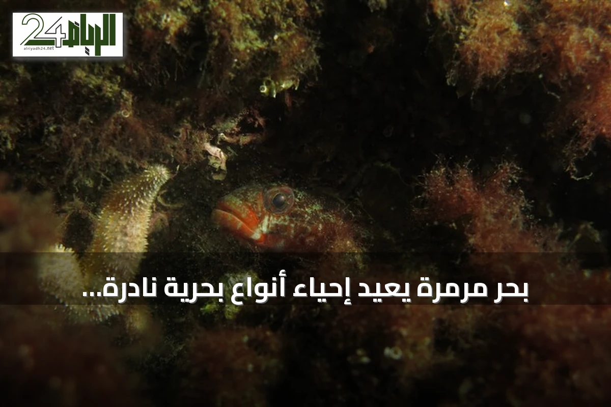 بحر مرمرة يعيد إحياء أنواع بحرية نادرة قبالة جزر الأمراء في إسطنبول