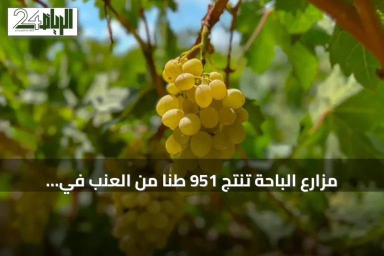 مزارع الباحة تنتج 951 طناً من العنب في موسم القطاف بدعم حكومي للمنتج المحلي