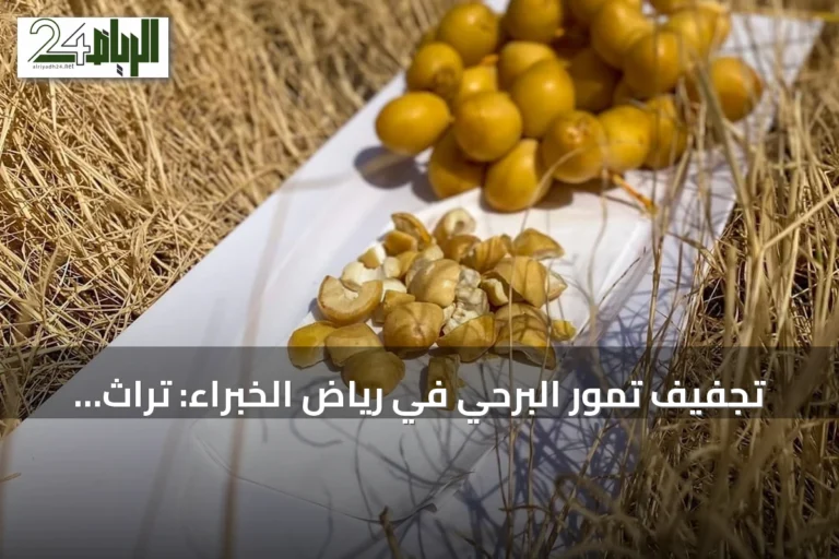تجفيف تمور البرحي في رياض الخبراء: تراث يحافظ على المحصول