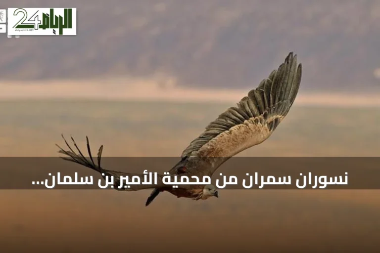 نسوران سمران من محمية الأمير بن سلمان يستقران في أرمينيا والعراق