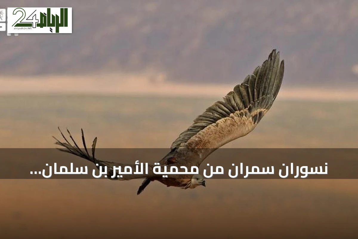 نسوران سمران من محمية الأمير بن سلمان يستقران في أرمينيا والعراق
