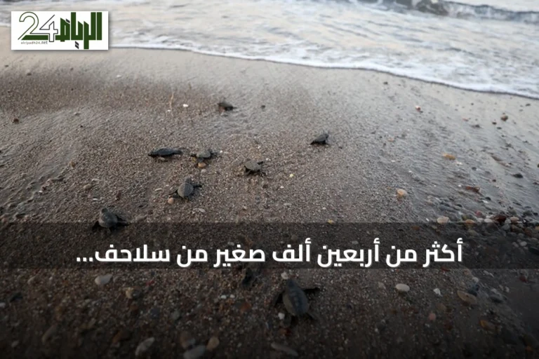أكثر من أربعين ألف صغير من سلاحف loggerhead تصل إلى البحر بشاطئ قزل أوت في أنطاليا