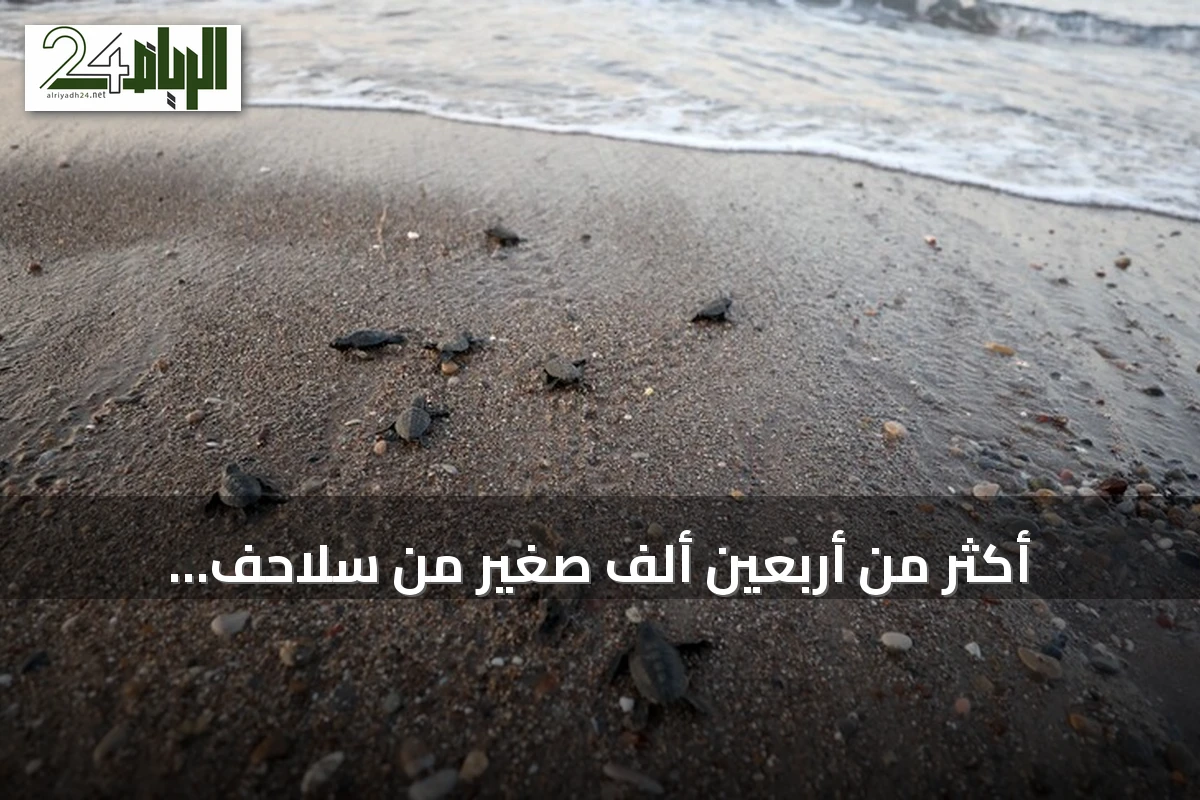 أكثر من أربعين ألف صغير من سلاحف loggerhead تصل إلى البحر بشاطئ قزل أوت في أنطاليا