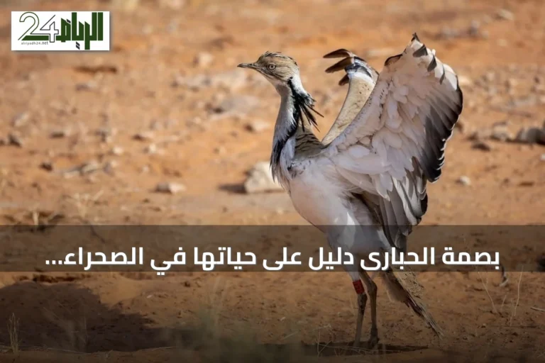 بصمة الحبارى دليلٌ على حياتها في الصحراء السعودية ودعم الجهود البيئية