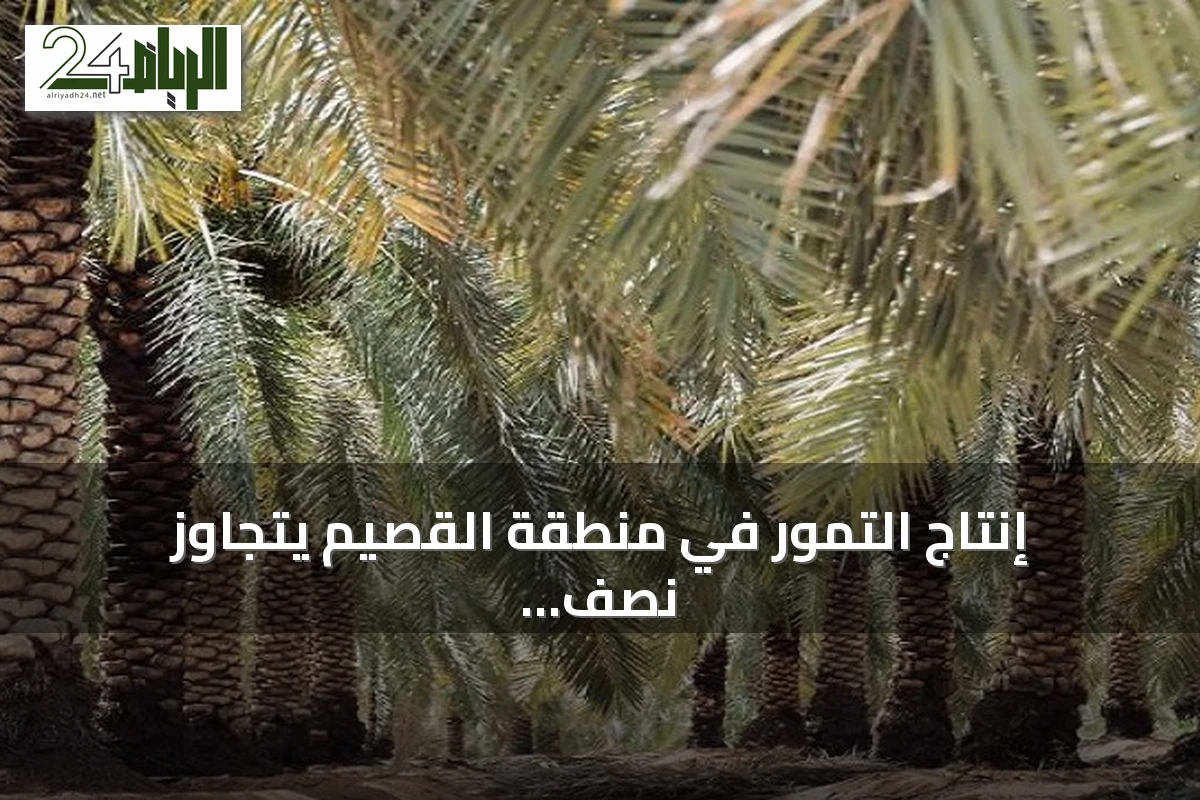 إنتاج التمور في منطقة القصيم يتجاوز نصف مليون طن وفق إحصائية المركز الوطني