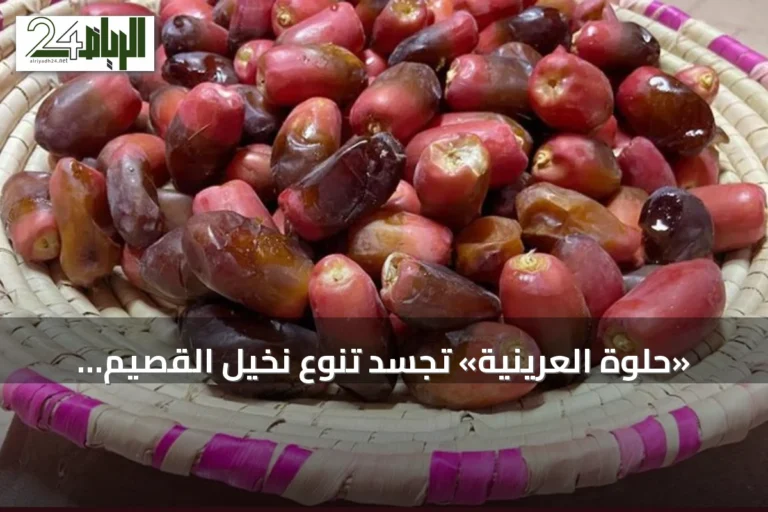 «حلوة العرينية» تجسّد تنوع نخيل القصيم وتراثه الزراعي العريق