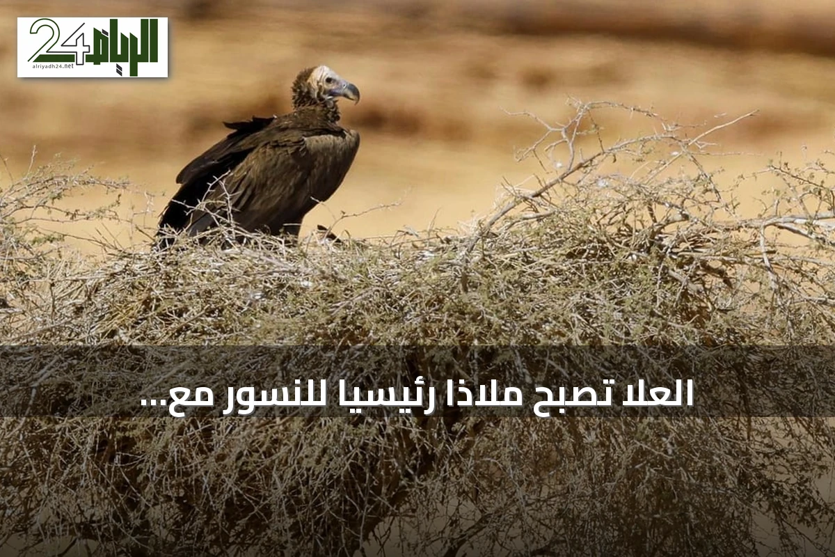 العُلا تصبح ملاذاً رئيسياً للنسور مع تكثيف الجهود لحماية الأنواع المهددة