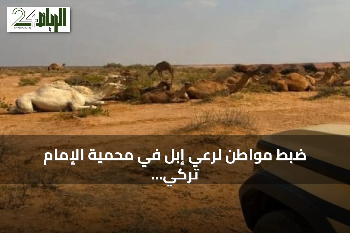 ضبط مواطن لرعي إبل في محمية الإمام تركي بن Abdullah الملكية وتطبيق العقوبة