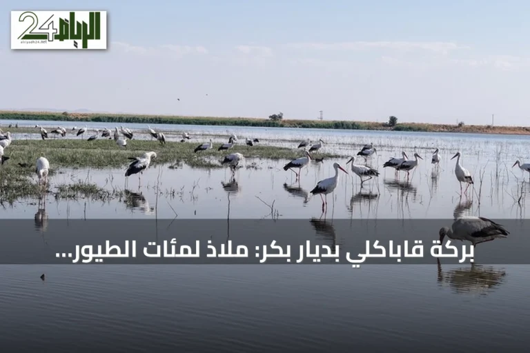 بركة قاباكلي بديار بكر: ملاذ لمئات الطيور قبل موسم الهجرة