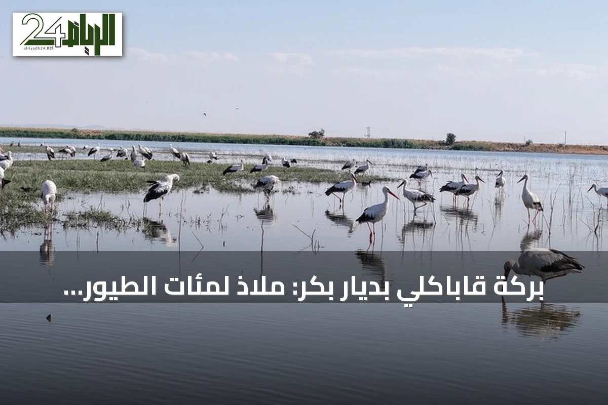 بركة قاباكلي بديار بكر: ملاذ لمئات الطيور قبل موسم الهجرة