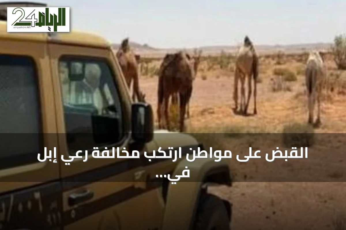 القبض على مواطن ارتكب مخالفة رعي إبل في محمية الملك عبدالعزيز