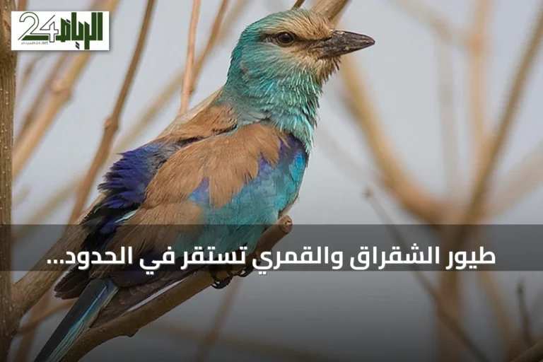 طيور الشقراق والقمري تستقر في الحدود الشمالية خلال موسم الهجرة الخريفية