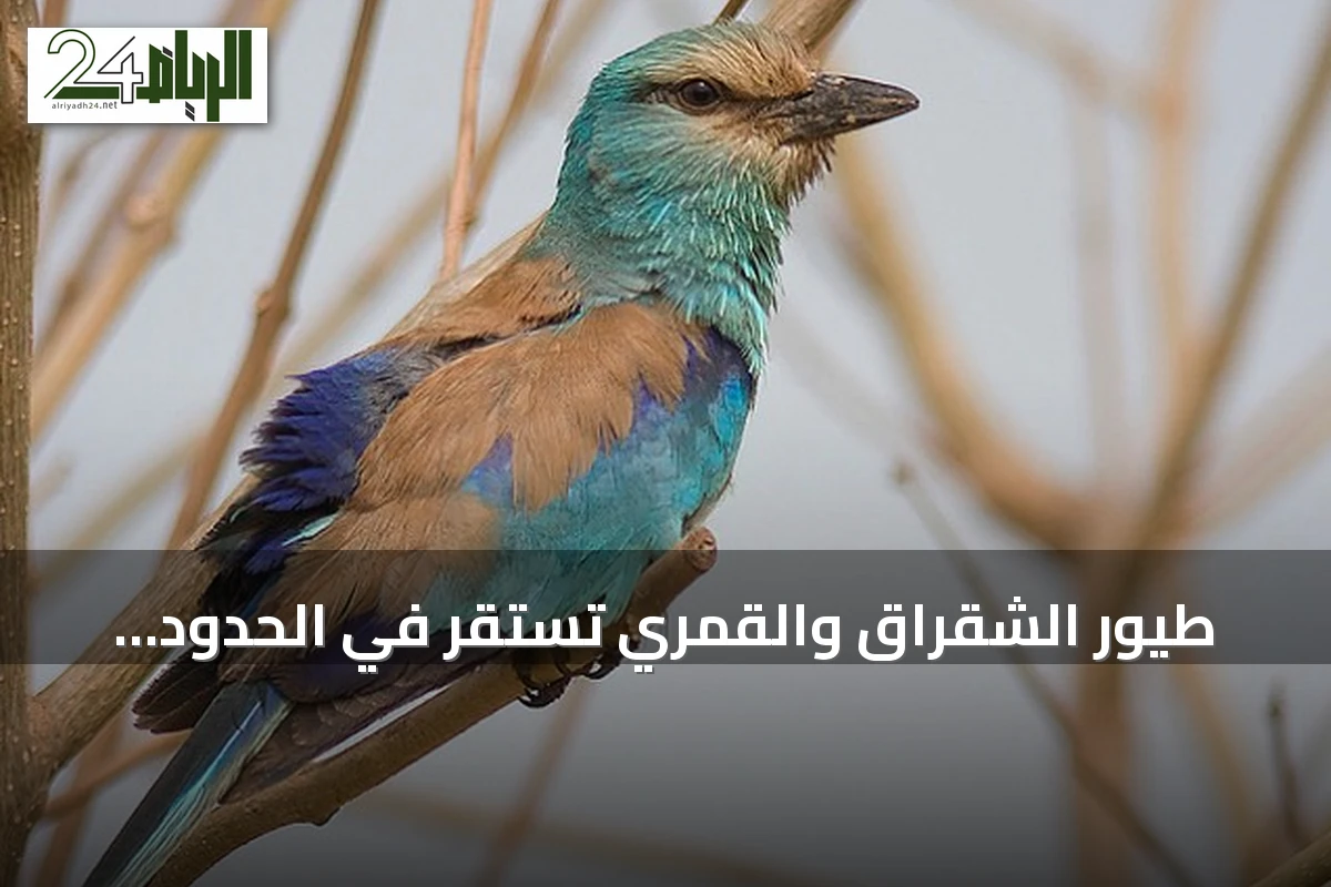 طيور الشقراق والقمري تستقر في الحدود الشمالية خلال موسم الهجرة الخريفية