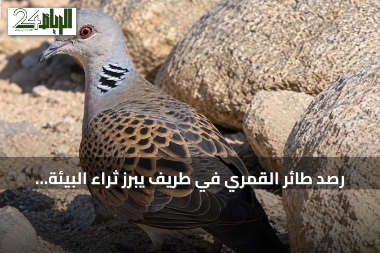 رصد طائر القمري في طريف يبرز ثراء البيئة الحدودية