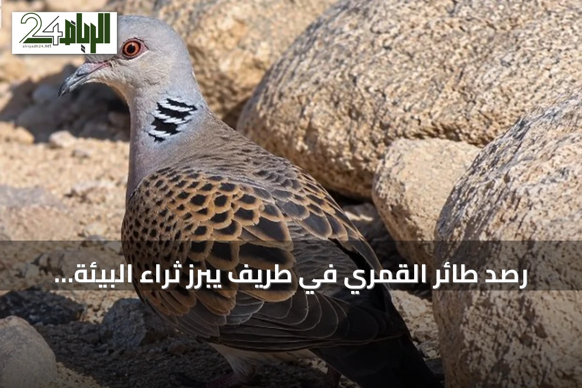رصد طائر القمري في طريف يبرز ثراء البيئة الحدودية