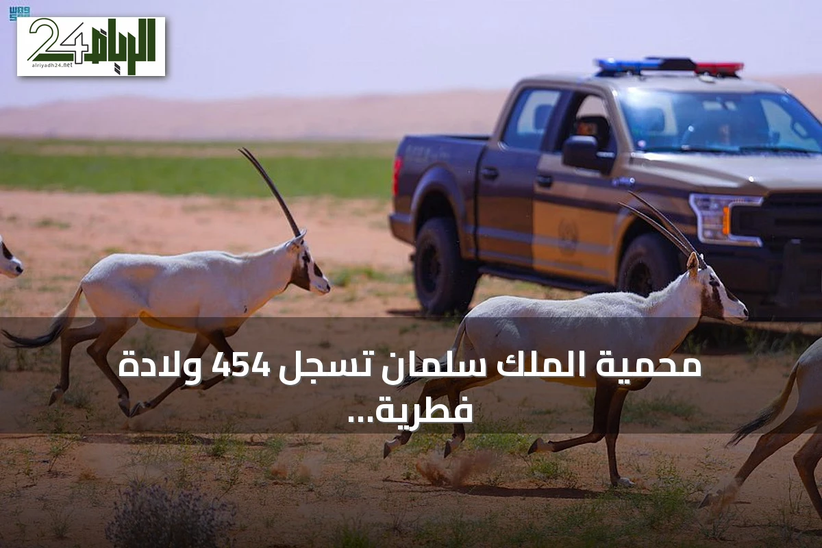 محمية الملك سلمان تسجل 454 ولادة فطرية للكائنات المعاد توطينها حتى أغسطس 2026
