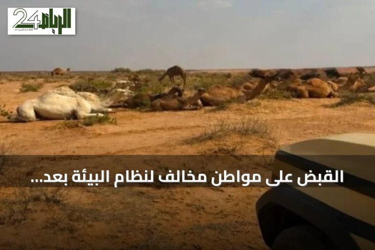القبض على مواطن مخالف لنظام البيئة بعد رعي إبل في محمية الإمام عبدالعزيز بن محمد الملكية