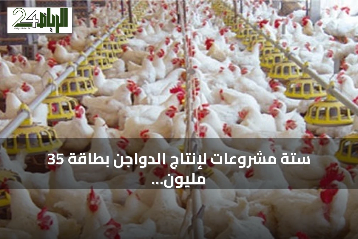 ستة مشروعات لإنتاج الدواجن بطاقة 35 مليون طائر وعشرين فرصة استثمارية لتعزيز اقتصاد منطقة مكة