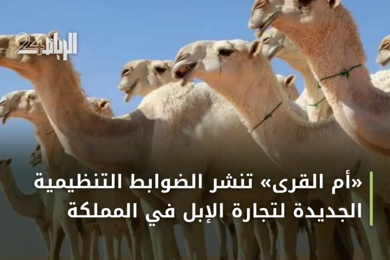 «أم القرى» تنشر الضوابط التنظيمية الجديدة لتجارة الإبل في المملكة