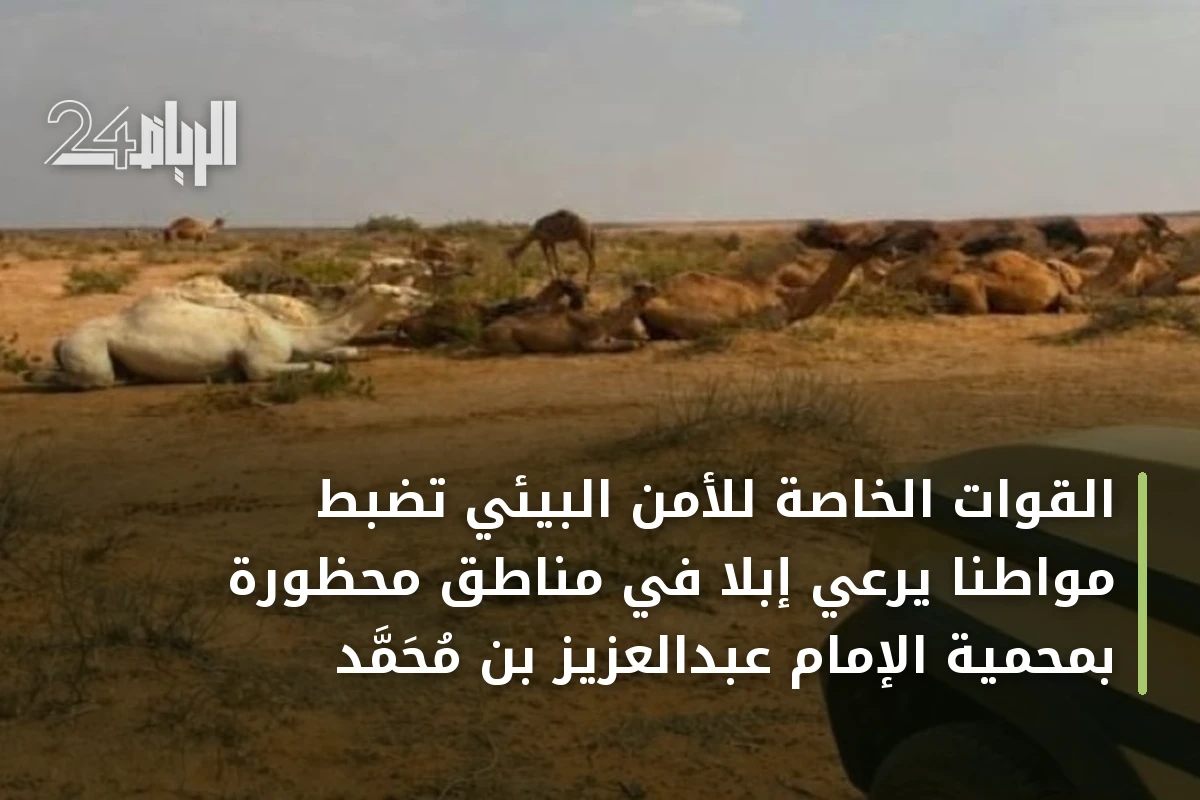القوات الخاصة للأمن البيئي تضبط مواطنًا يرعي إبلًا في مناطق محظورة بمحمية الإمام عبدالعزيز بن محمد