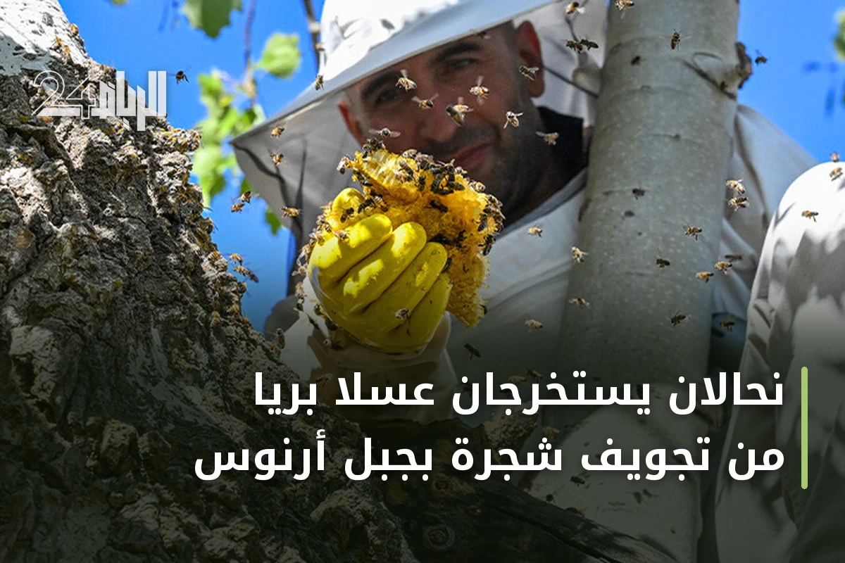 نحّالان يستخرجان عسلاً برياً من تجويف شجرة بجبل أرنوس