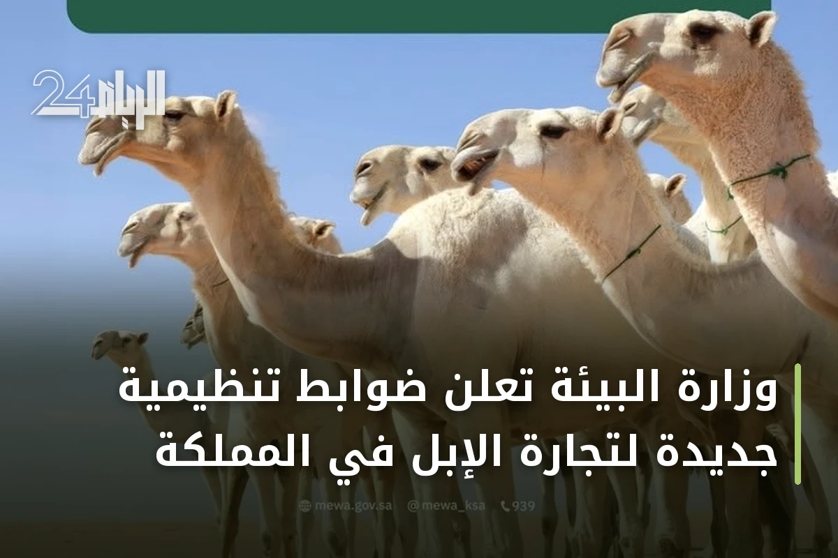 وزارة البيئة تُعلن ضوابط تنظيمية جديدة لتجارة الإبل في المملكة