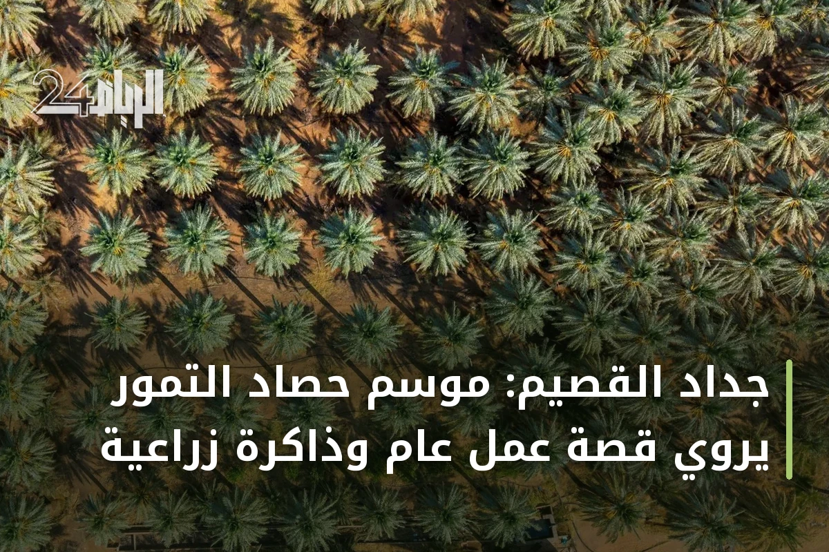 جِداد القصيم: موسم حصاد التمور يروي قصة عمل عام وذاكرة زراعية