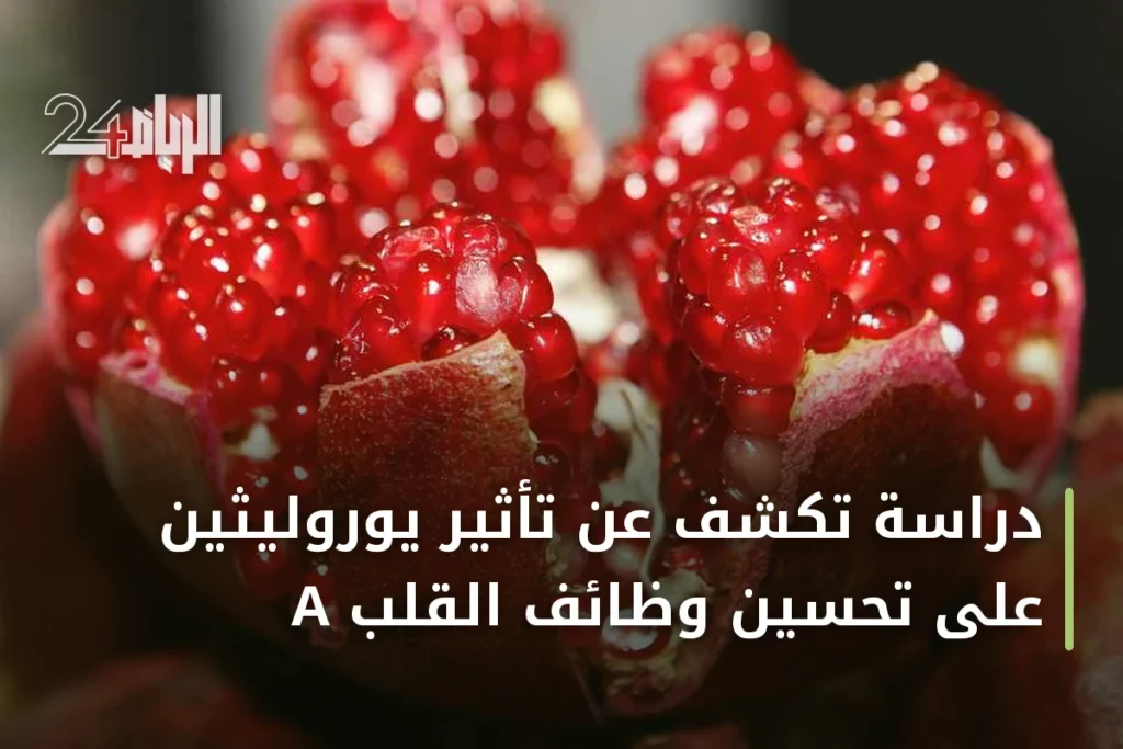 دراسة تكشف عن تأثير يوروليثين A على تحسين وظائف القلب