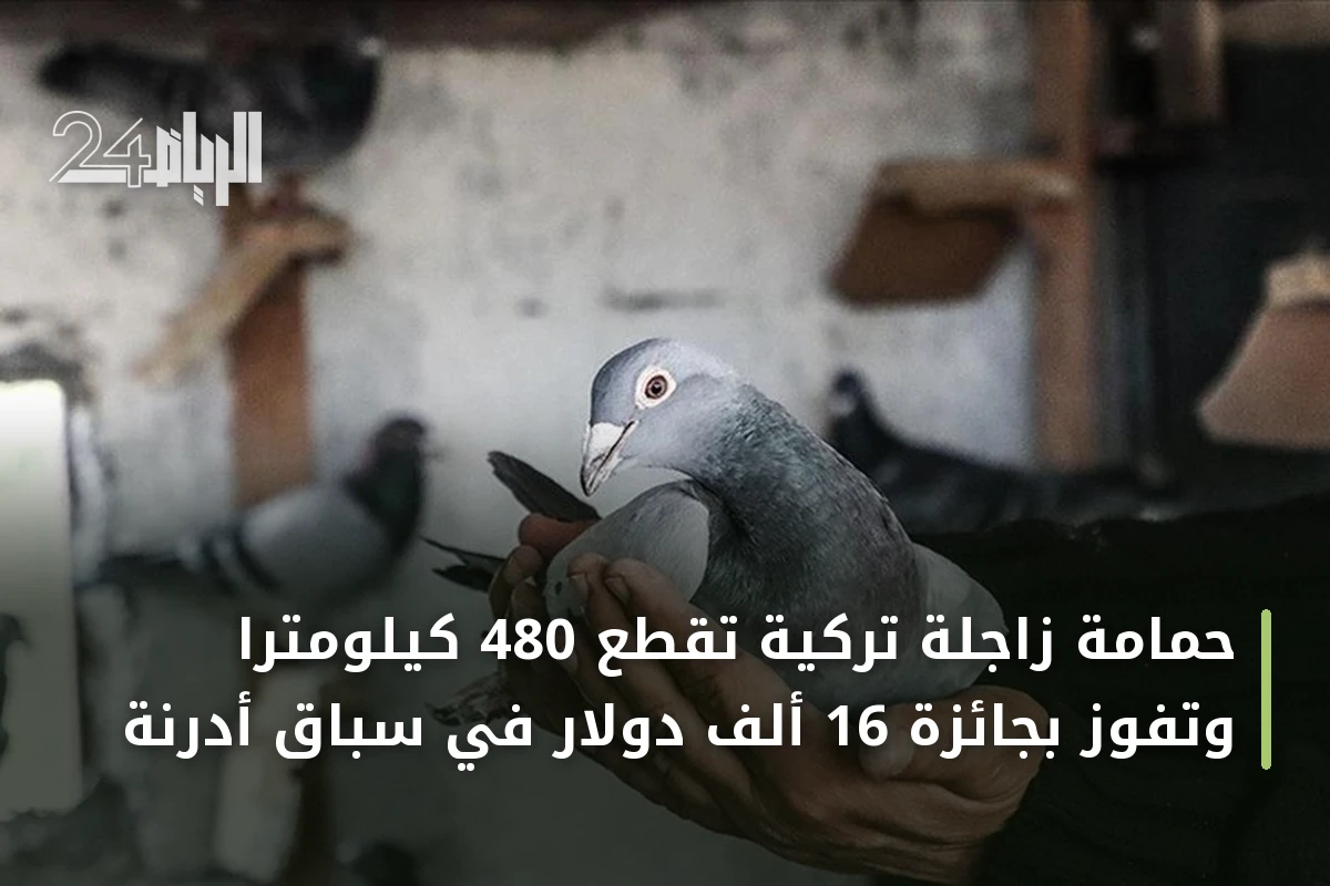 حمامة زاجلة تركية تقطع 480 كيلومتراً وتفوز بجائزة 16 ألف دولار في سباق أدرنة